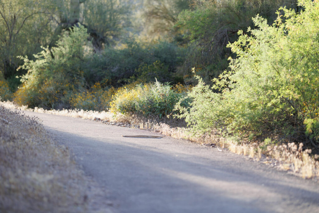 Rattlesnake slithering across a path at Water Users Recreation Site, Salt River, Mesa, Arizona